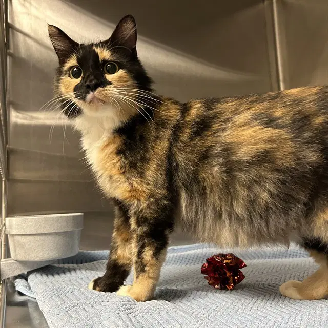 Mochi - Domestic Medium Hair