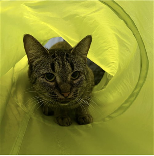 picture of the cat needing adoption