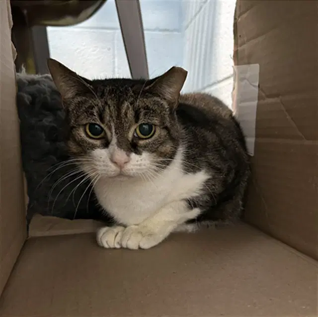 Scout - Domestic Short Hair
