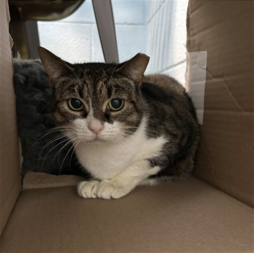 picture of the cat needing adoption
