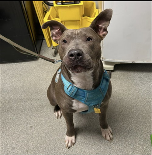 picture of the dog needing adoption