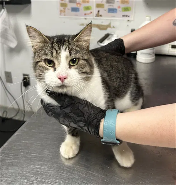 Fabian - Domestic Short Hair