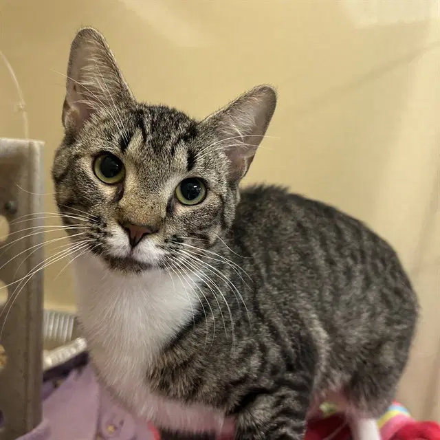 Terry - Domestic Short Hair
