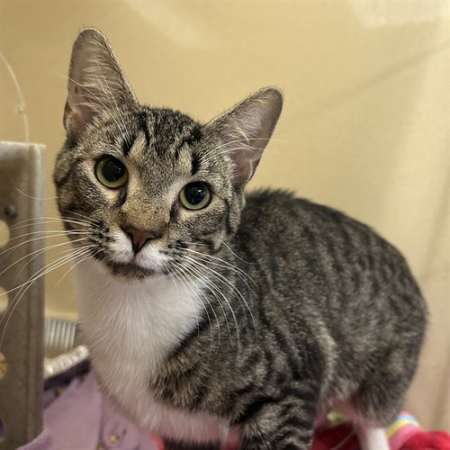 picture of the cat needing adoption