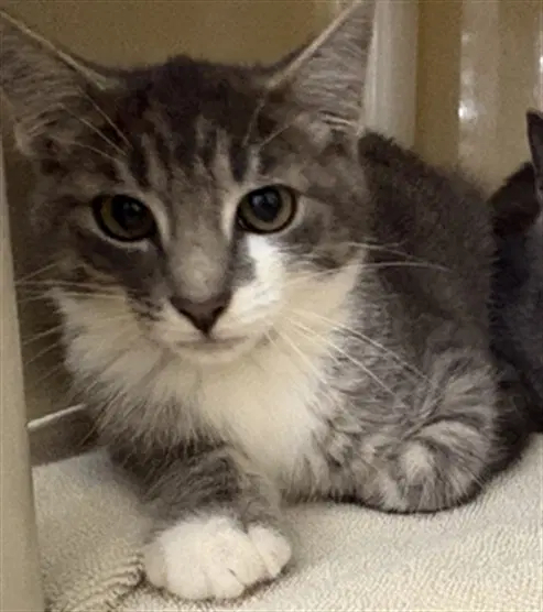 Bandit - Domestic Short Hair