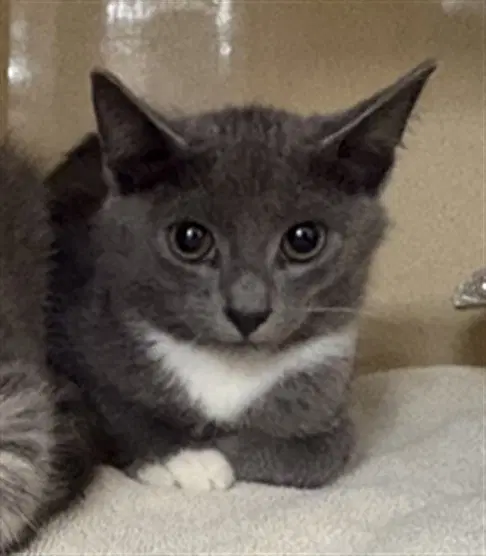Smokey - Domestic Short Hair