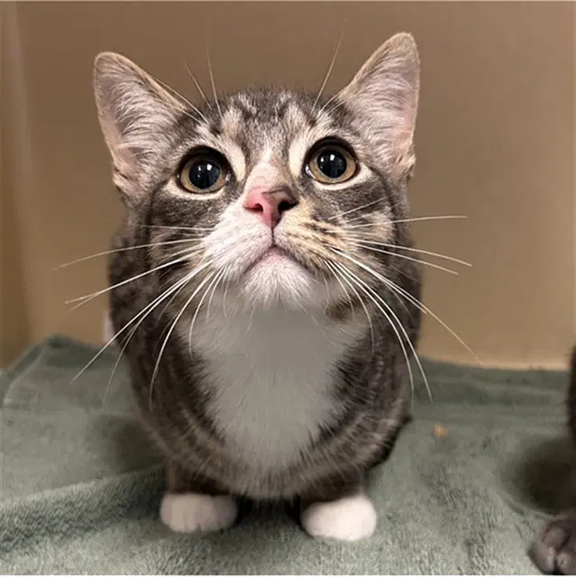Athos - Domestic Short Hair