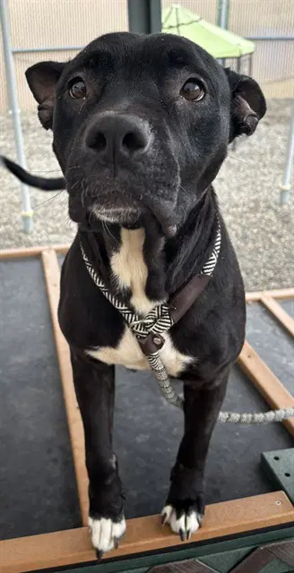 Wilma - Pit Bull Terrier