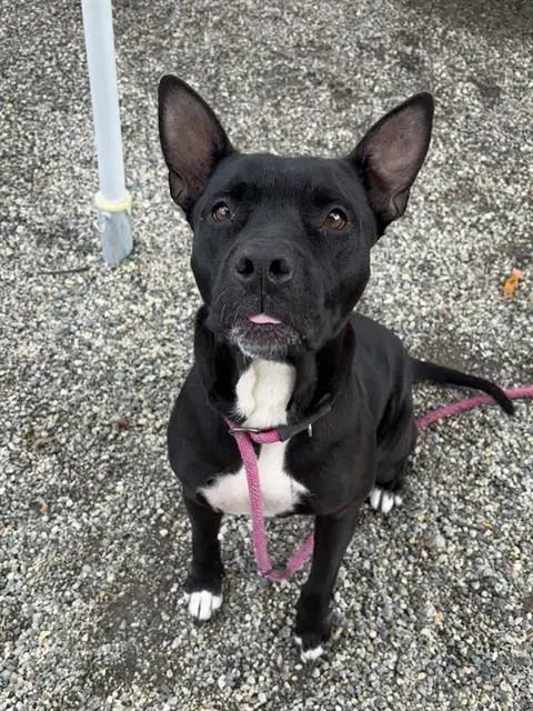 Wilma - Pit Bull Terrier
