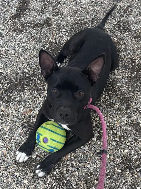 Wilma - Pit Bull Terrier
