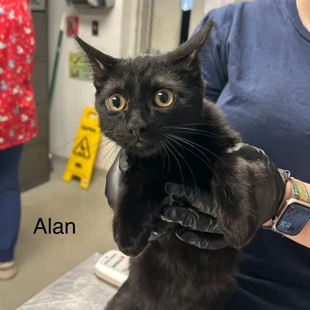 Alan - Domestic Short Hair