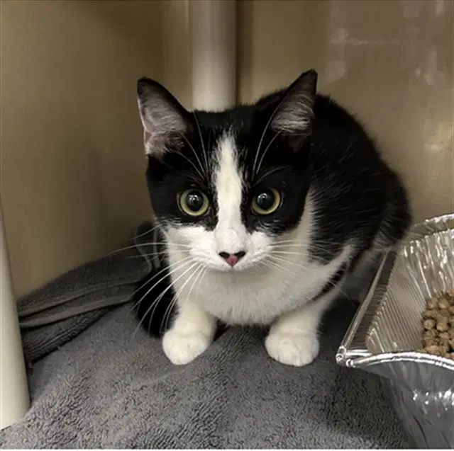 Mochi - Domestic Short Hair