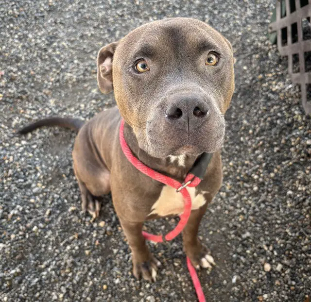 Oakley - American Staffordshire Terrier
