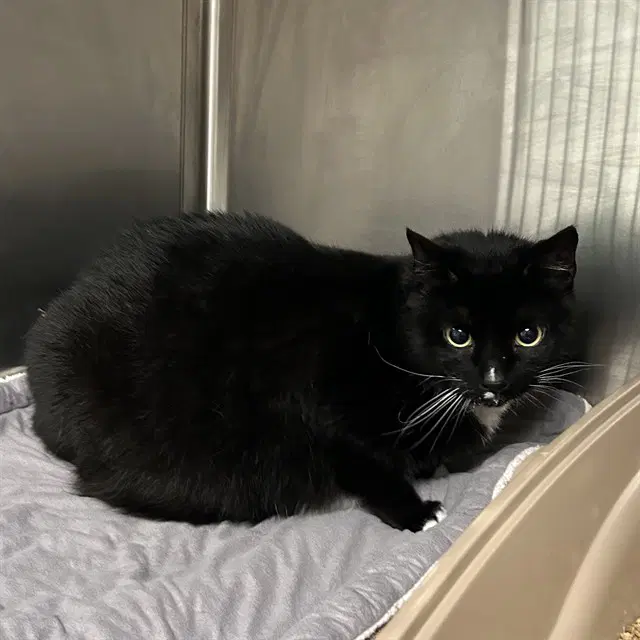 Matthew - Domestic Short Hair