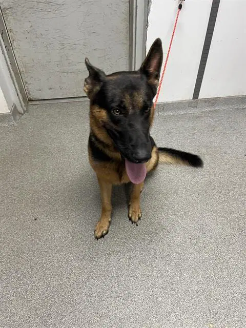 Axil - German Shepherd Dog
