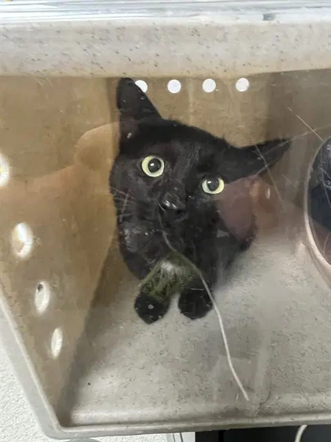 Cry Baby - Domestic Short Hair