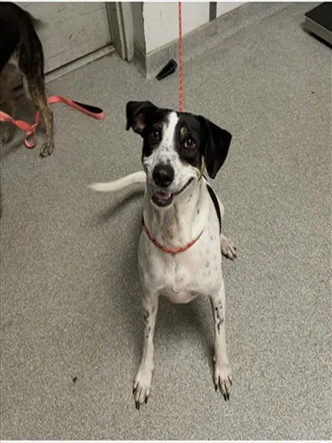 Cookie - Treeing Walker Coonhound