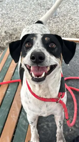 Cookie - Treeing Walker Coonhound