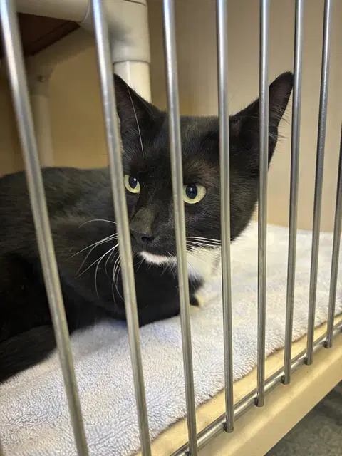 Tanner - Domestic Short Hair