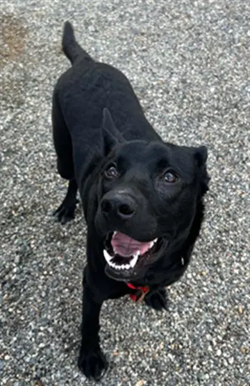 Chewie - Labrador Retriever