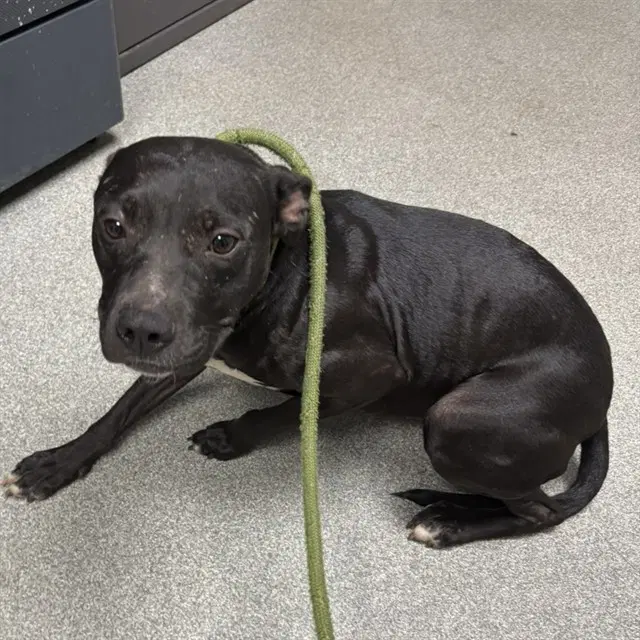 Maine - Labrador Retriever