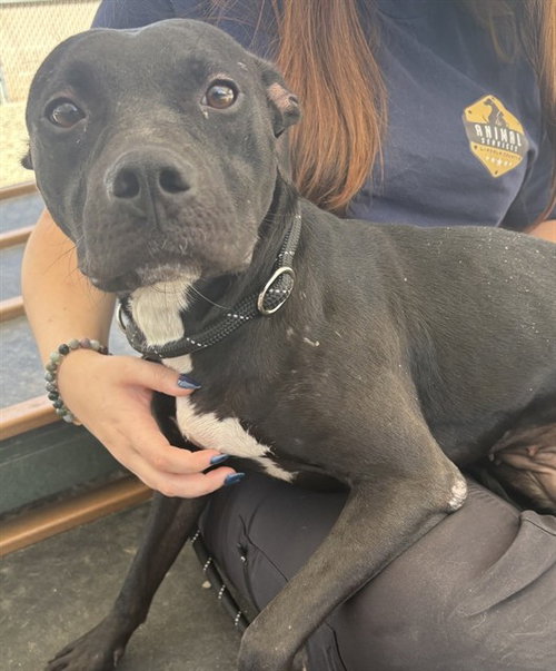 MAINE, a dog for adoption from Lincoln County Animal Services