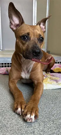Hannah - Pit Bull Terrier