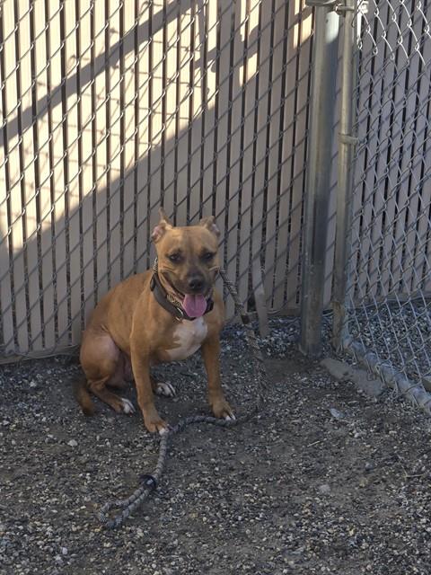 HANNAH, a dog for adoption from Lincoln County Animal Services