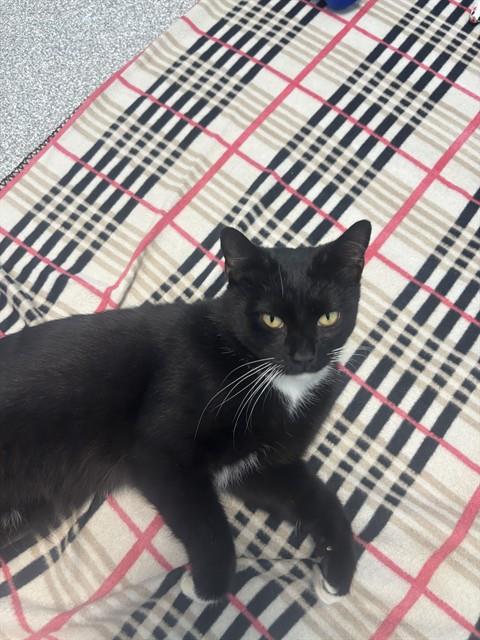 TANNER, a cat for adoption from Lincoln County Animal Services