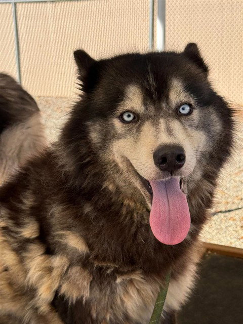 Maggie, Husky