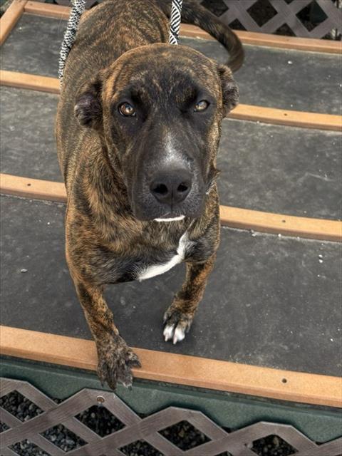 ROGUE, a dog for adoption from Lincoln County Animal Services