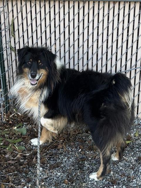 BO, a dog for adoption from Lincoln County Animal Services