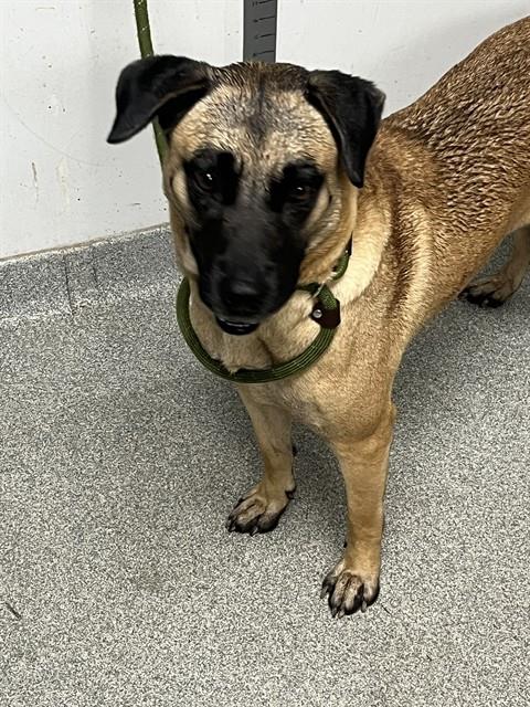 Darla, Anatolian Shepherd