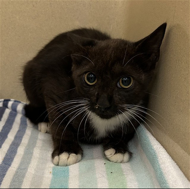 Lime, Domestic Short Hair