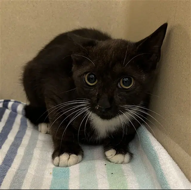 Lime - Domestic Short Hair