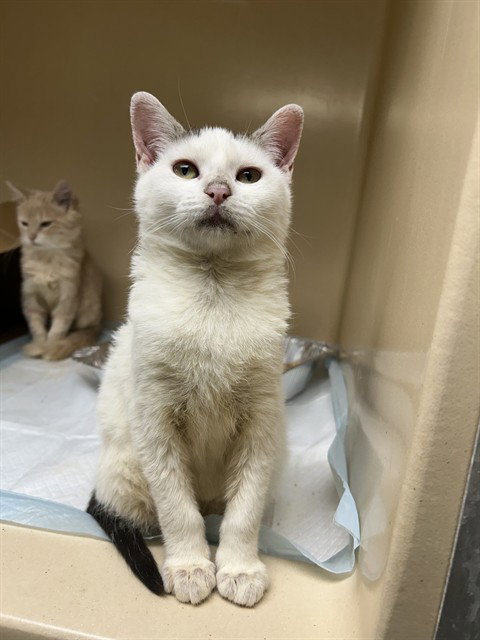 Gogurt, Domestic Short Hair