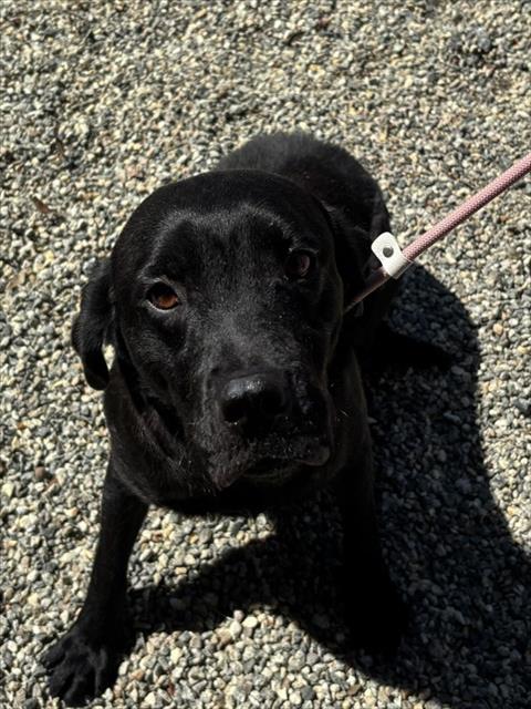 Coca-Cola, Labrador Retriever