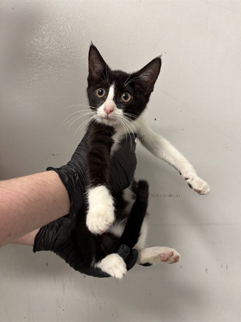 Grace, Domestic Short Hair