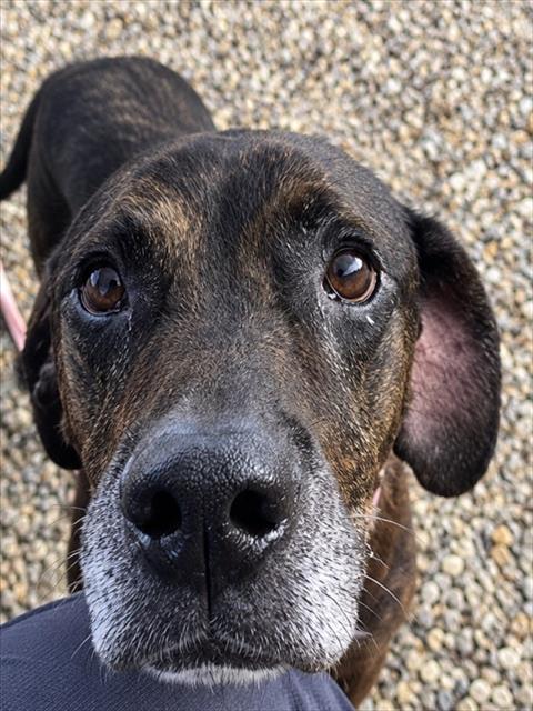 CLYDE, a dog for adoption from Lincoln County Animal Services