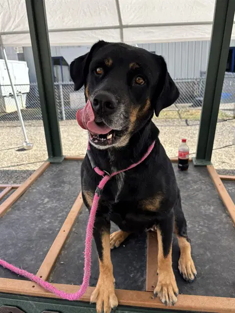 Misty - Rottweiler