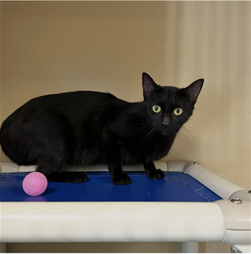 NIKKI, a cat for adoption from Lincoln County Animal Services