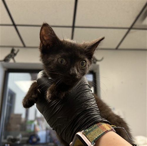 MICHAEL, a cat for adoption from Lincoln County Animal Services