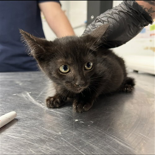 JASON, a cat for adoption from Lincoln County Animal Services