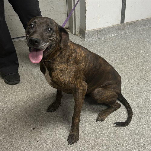 BONNIE, a dog for adoption from Lincoln County Animal Services