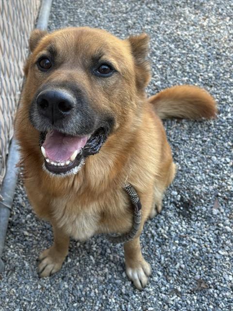 FRANK, a dog for adoption from Lincoln County Animal Services