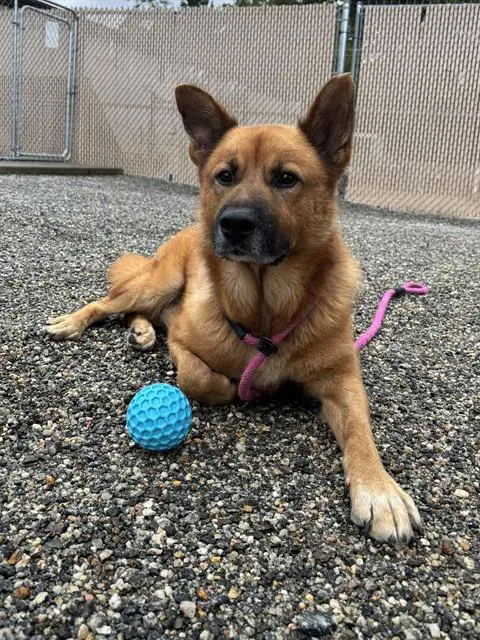 Frank - German Shepherd Dog