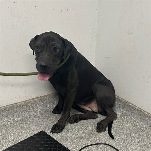 ELEANOR, a dog for adoption from Lincoln County Animal Services