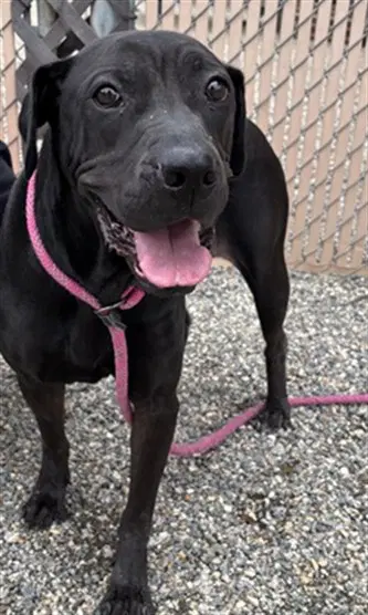 Eleanor - Labrador Retriever