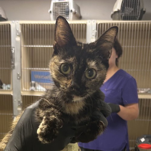 CHLOE, a cat for adoption from Lincoln County Animal Services
