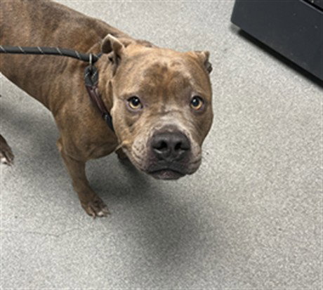 NALA, a dog for adoption from Lincoln County Animal Services